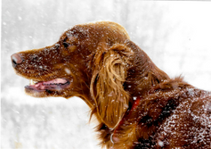 And the Winner is.....