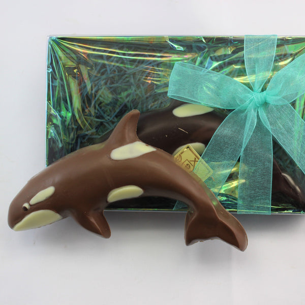 A hand painted chocolate orca in milk chocolate with the distinctive white markings, with a gift boxes version behind, with a blue-green bow.